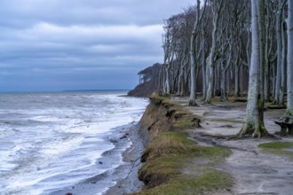 Beach, cliffs and ghostly forest in the Baltic seaside resort of Nienhagen, Mecklenburg-Vorpommern,