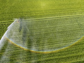 Artificial irrigation of a cereal field in April, with a sprinkler system, long dry spell in spring