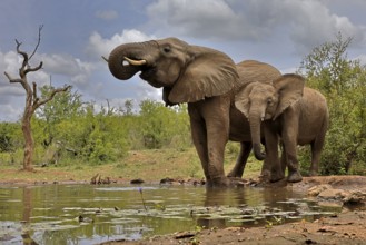 African elephant (Loxodonta africana), adult, bull, male, young, bull with young, at the water,