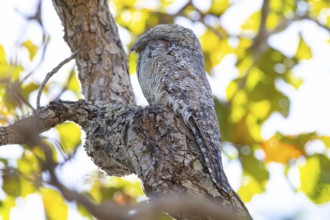 Great potoo (Nyctibius grandis) Pantanal Brazil