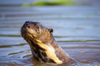 Giant otter (Pteronura brasiliensis) Pantanal Brazil