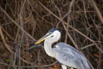 Cocoi Heron (Ardea cocoi) Pantanal Brazil