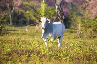 Brahminy cattle (Bos primigenius indicus) Pantanal Brazil