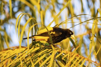 Yellow-rumped cacique (Cacicus cela) Pantanal Brazil