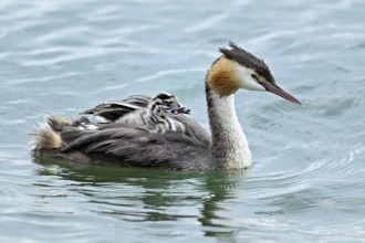 Great Crested Grebe (Podiceps Scalloped ribbonfish), with chicks in plumage swimming in the water,