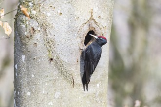 Black woodpecker (Dryocopus martius) ml Germany