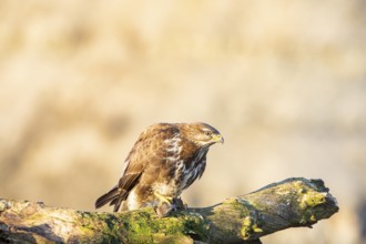 Common buzzard (Buteo buteo) Germany