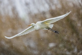Great White Egret (Egretta alba) Germany