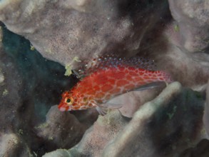 Bright red fish, Coral hawkfish (Cirrhitichthys oxycephalus) resting on a sea sponge, dive site