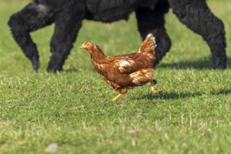 A chicken runs in a meadow, in the background a big dog, domestic chicken, Rhineland-Palatinate,
