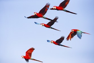 Red-and-green macaw (Ara chloropterus) Buraco das Araras Brazil