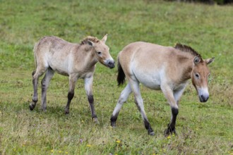 Przewalski's horse (Equus przewalski) capive Germany