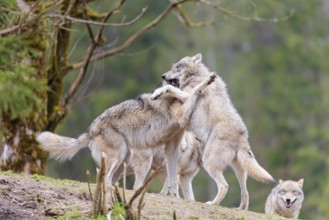 A pack of grey wolves (Canis lupus lupus) playing on a hill and showing social behaviour