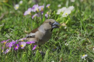 A female hawfinch (Coccothraustes coccothraustes) sits between flowering primroses in a meadow in a