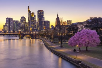 The trees on the banks of the Main in Frankfurt are in full bloom in spring in front of the bank