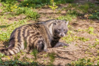 An African civet (Civettictis civetta) rests on the forest floor and enjoys the late sunlight