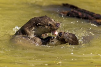 Two otters engage in an intense fight in the water, European otter (Lutra lutra), Germany, Europe