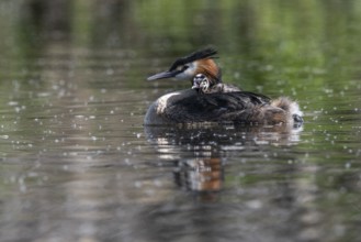Great Crested Grebe (Podiceps Scalloped ribbonfish) with juveniles, Emsland, Lower Saxony, Germany,