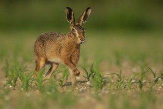 European brown hare (Lepus europaeus) adult animal running in a farmland maize field in summer,