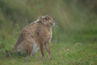 European brown hare (Lepus europaeus) adult animal in grassland in summer, England, United Kingdom,