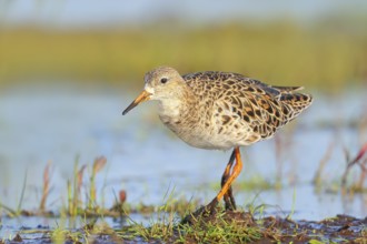 Ruff, (Philomachus pugnax), female searching for food on a moor, wildlife, animals, birds, snipe