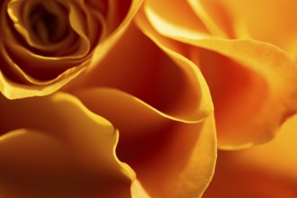 Yellow-orange blossom of a rose (Rosa)