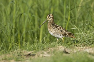 Pin-tailed Snipe (Gallinago stenura), Thailand, Asia