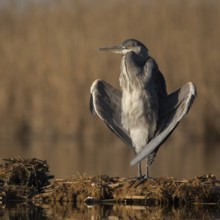 Grey Heron (Ardea cinerea), Subotica, Serbia, Europe