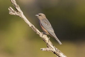 White-browed Woodswallow (Artamus superciliosus) juvenile perched on a branch, Queensland,