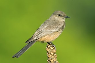 Say's Phoebe Sayornis saya Chiricahua Mountains, Cochise County, Arizona, United States 6 June