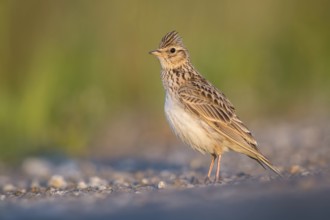 Eurasian Skylark (Alauda arvensis) male perched on the ground, Poland, Europe