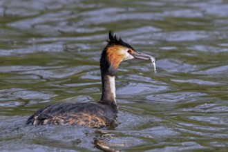 Great crested grebe (Podiceps cristatus) adult in breeding plumage eating fish while swimming in