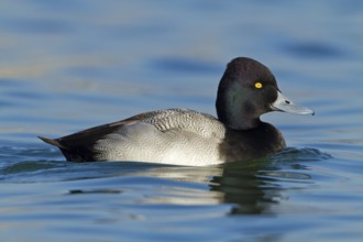 Lesser Scaup (Aythya affinis) male, Baden-Wuerttemberg, Germany, Europe