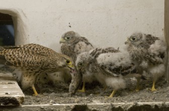 Common Kestrel (Falco tinnunculus) juvenile, Saxony, Germany, Europe