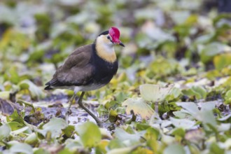 Comb-crested Jacana (Irediparra gallinacea), Queensland, Australia, Oceania