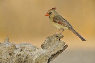 Northern Cardinal (Cardinalis cardinalis), Texas, USA, North America