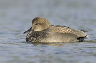 Gadwall (Mareca strepera) male, British Columbia, Canada, North America