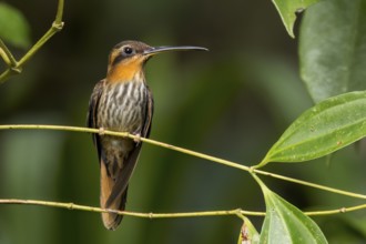 Saw-billed Hermit (Ramphodon naevius) perched on a branch in the Atlantic Rainforest of Brazil