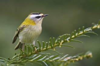 Common Firecrest (Regulus ignicapilla), Saxony-Anhalt, Germany, Europe