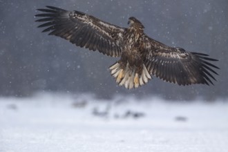 White-tailed Eagle (Haliaeetus albicilla) flying, Poland, Europe