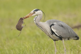 Grey Heron (Ardea cinerea), St. Gallen, Switzerland, Europe