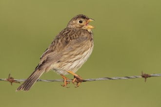Corn Bunting (Emberiza calandra) singing, Extremadura, Spain, Europe