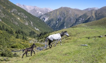 Horses with foals, Keldike Valley on the way to the Ala Kul Pass, Tien Shan Mountains, Kyrgyzstan,