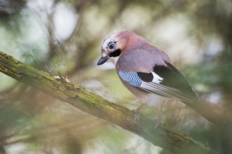 Eurasian jay (Garrulus glandarius), standing on a branch, animal portrait, Hesse, Germany, Europe