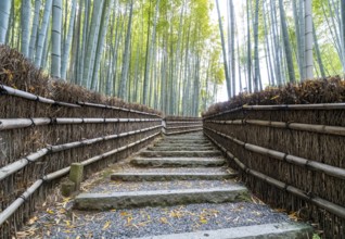 Bamboo forest path, Adashino Nenbutsu-ji temple, Kyoto, Japan, Asia