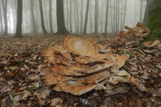 Giant polypore (Meripilus giganteus) in a beech forest with fog, North Rhine-Westphalia, Germany,