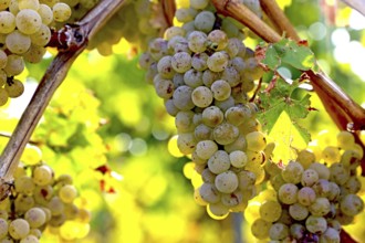 Close-up of white grapes on vines in the Palatinate