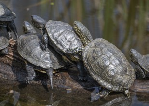 European pond turtles (Emys orbicularis), on a tree trunk, Germany, Europe