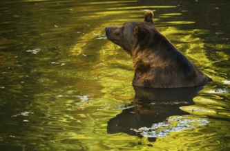 Brown bear (Ursus arctos) bathing, captive, Neuschönau enclosure, Bavarian Forest National Park,