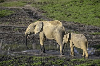 African forest elephants (Loxodonta cyclotis) in the Dzanga Bai forest clearing, Dzanga-Ndoki